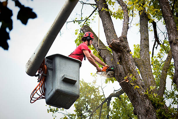 The Steps Involved in Our Tree Care Process in Cerritos, CA